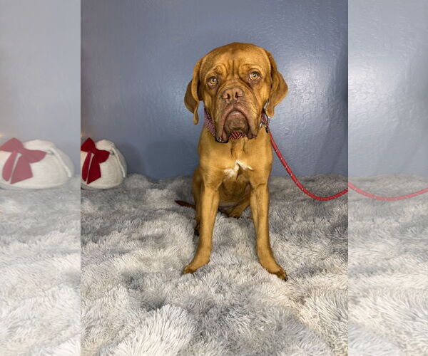 Medium Photo #8 Dogue de Bordeaux Puppy For Sale in Goodyear, AZ, USA