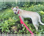 Small #2 Catahoula Leopard Dog Mix