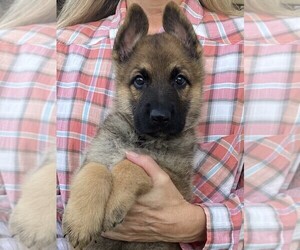 German Shepherd Dog Puppy for sale in OSTRANDER, OH, USA