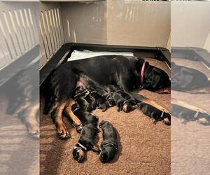 Rottweiler Puppy for sale in ASHLEY, OH, USA
