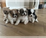 Small Photo #2 Pomeranian Puppy For Sale in VANCOUVER, WA, USA