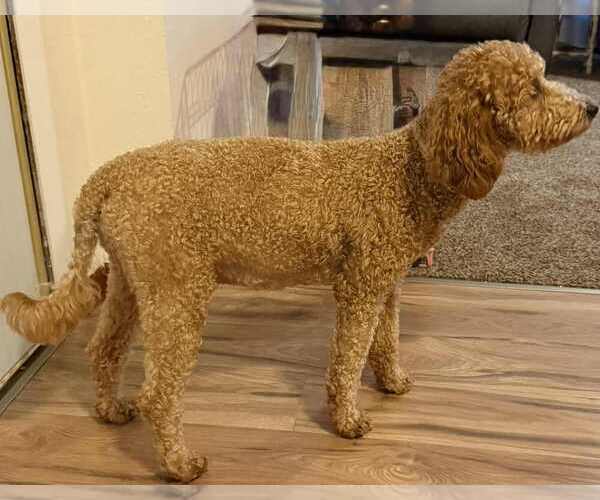 Medium Photo #1 Goldendoodle (Miniature) Puppy For Sale in CRAWFORDSVLLE, IA, USA