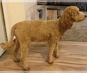 Mother of the Goldendoodle (Miniature) puppies born on 04/29/2026