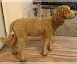 Small Photo #1 Goldendoodle (Miniature) Puppy For Sale in CRAWFORDSVLLE, IA, USA