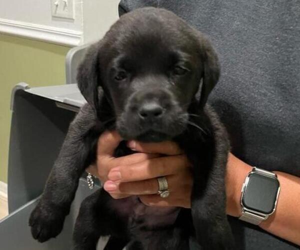 Medium Photo #2 Labrador Retriever Puppy For Sale in RIVERVIEW, FL, USA