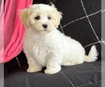 Small #4 Maltese