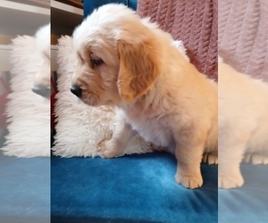 English Cream Golden Retriever Litter for sale in AUSTIN, TX, USA