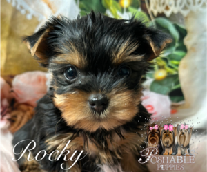 Yorkshire Terrier Puppy for sale in ELMHURST, IL, USA