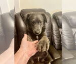 Small #4 Mutt