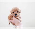 Small #2 Poodle (Miniature)