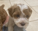 Small Photo #7 Cavapoo Puppy For Sale in GOSHEN, IN, USA