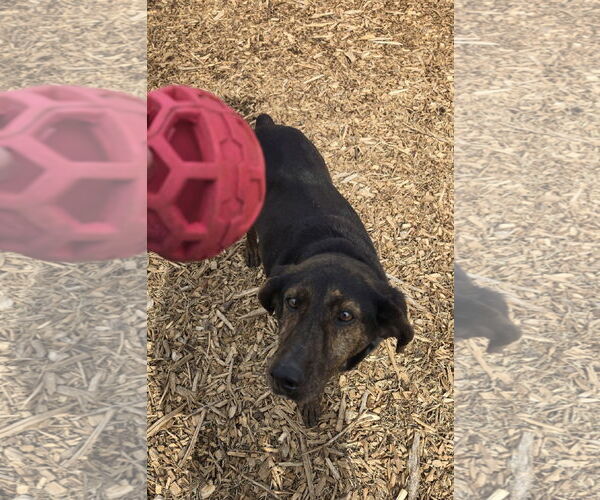 Medium Photo #3 Mutt Puppy For Sale in Rustburg, VA, USA