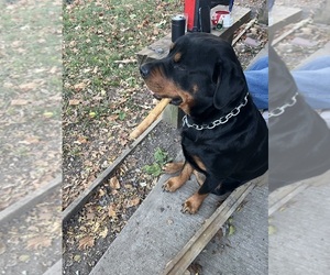 Father of the Rottweiler puppies born on 08/12/2025