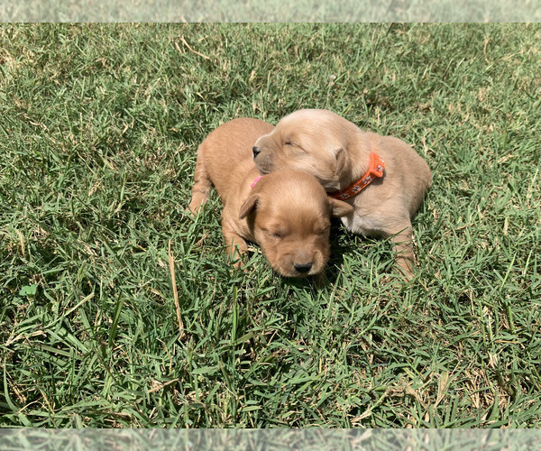 Medium Photo #10 Golden Retriever Puppy For Sale in CLEVER, MO, USA