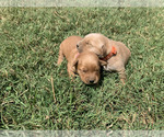 Small #9 Golden Retriever