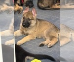 Puppy Pink collar German Shepherd Dog