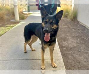 German Shepherd Dog Dogs for adoption in Martinez, CA, USA