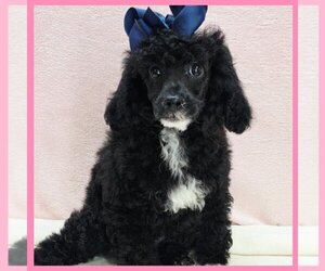 Poodle (Toy) Puppy for Sale in TAYLOR, Texas USA