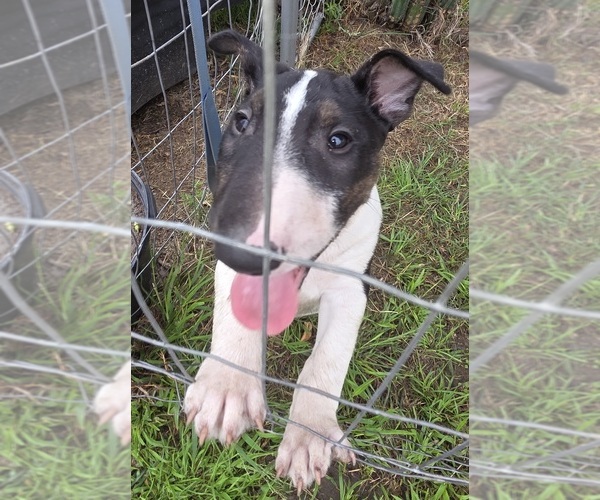Medium Photo #16 Bull Terrier Puppy For Sale in LONG BEACH, CA, USA