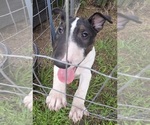 Small #15 Bull Terrier