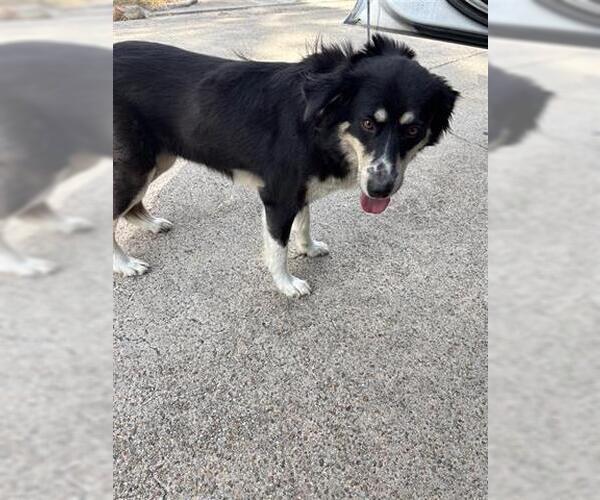 Medium Photo #1 Australian Shepherd-Unknown Mix Puppy For Sale in Houston, TX, USA