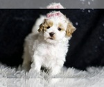 Small Photo #145 Maltipoo Puppy For Sale in WARSAW, IN, USA