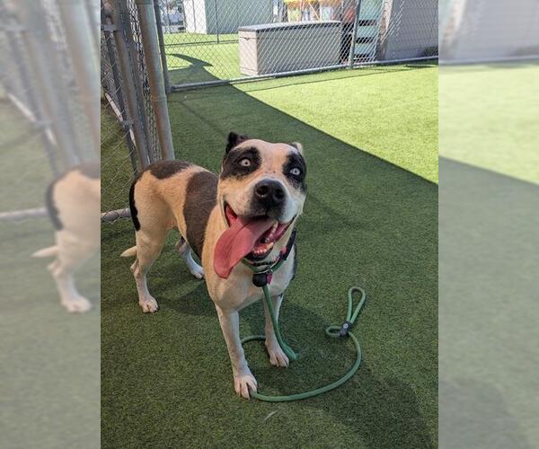 Medium Photo #1 Mutt Puppy For Sale in Camarillo, CA, USA