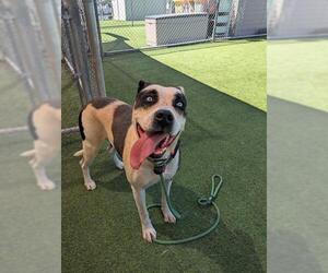Mutt Dogs for adoption in Camarillo, CA, USA
