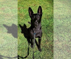 Mother of the Belgian Malinois puppies born on 01/13/2024