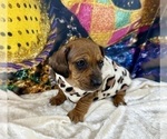 Small #15 Dachshund
