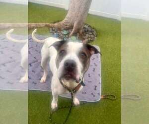Mutt Dogs for adoption in Pompano Beach , FL, USA