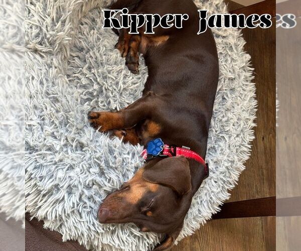 Medium Photo #3 Dachshund Puppy For Sale in San Antonio, TX, USA