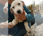 Small #3 Mutt