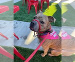 Small #4 American Staffordshire Terrier-French Bulldog Mix