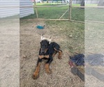 Puppy Black collar Doberman Pinscher