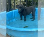 Small #2 Labrador Retriever Mix
