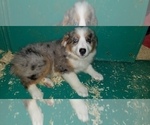 Small Photo #14 Australian Shepherd Puppy For Sale in DUVALL, WA, USA