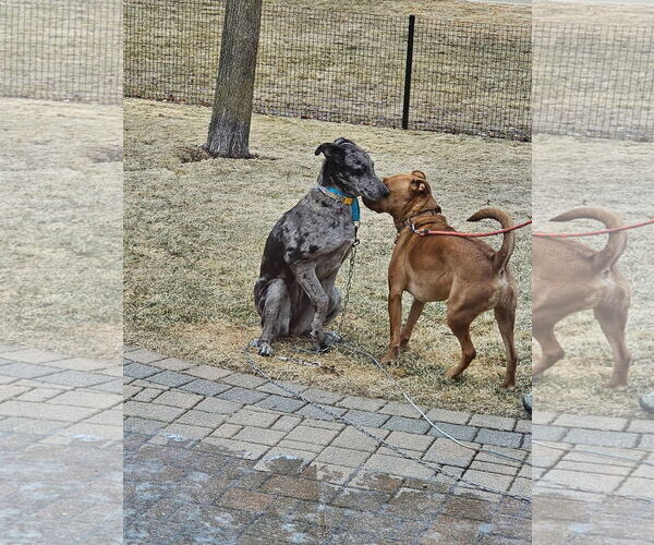 Medium Photo #2 Catahoula Leopard Dog-Unknown Mix Puppy For Sale in New London, WI, USA