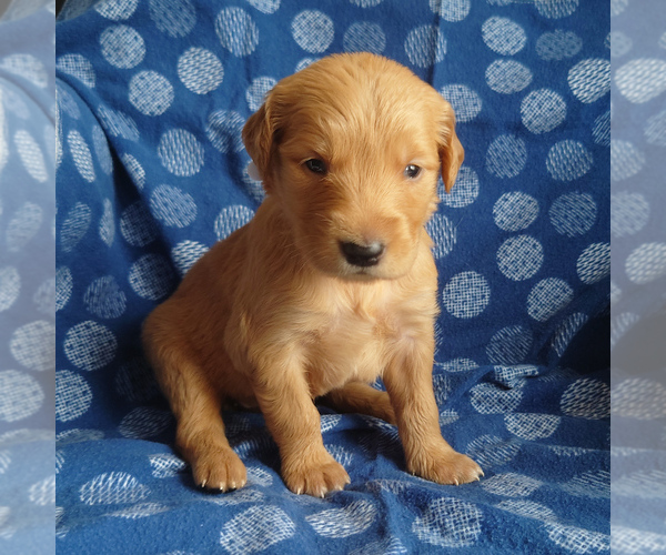 Medium Photo #1 Golden Retriever Puppy For Sale in PEYTON, CO, USA