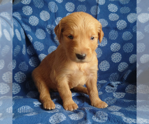 Medium Golden Retriever