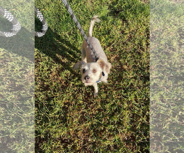 Medium Photo #2 Mutt Puppy For Sale in Victorville, CA, USA