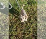 Small #1 Mutt
