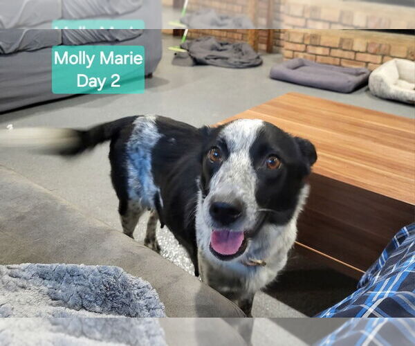 Medium Photo #3 Border Collie-Unknown Mix Puppy For Sale in Aurora, IN, USA