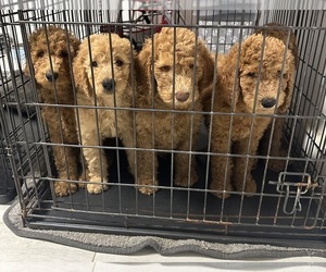 Goldendoodle Puppy for Sale in MIAMI, Florida USA