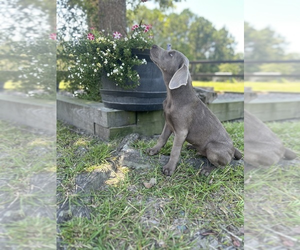 Medium Photo #1 Labrador Retriever Puppy For Sale in ROCKY POINT, NC, USA