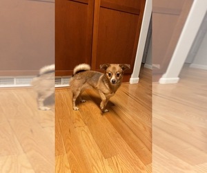 Pomerat-Unknown Mix Puppy for sale in ISU, ID, USA