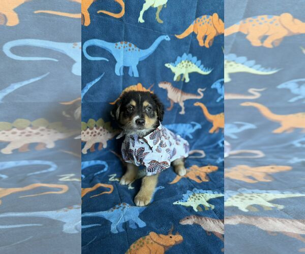 Medium Photo #1 Labrador Retriever-Unknown Mix Puppy For Sale in NYC, NY, USA