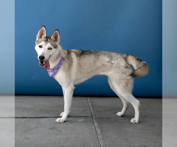 Medium Photo #2 Siberian Husky-Unknown Mix Puppy For Sale in Pasadena, CA, USA