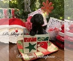 Puppy Puppy 5 Cockapoo