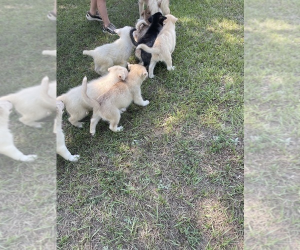 Medium Photo #15 Siberian Husky Puppy For Sale in HILLISTER, TX, USA